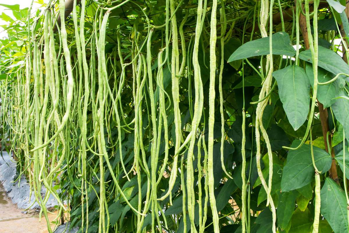 hanging spider plant Hanging spider plant – Leafy Paw main image 1