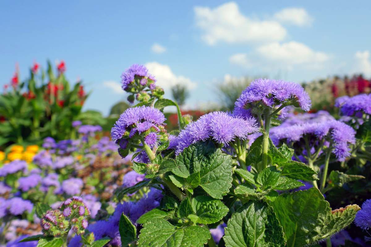 planting smoke bush Smoke bush Royal Purple  Mulder's Nursery LLC