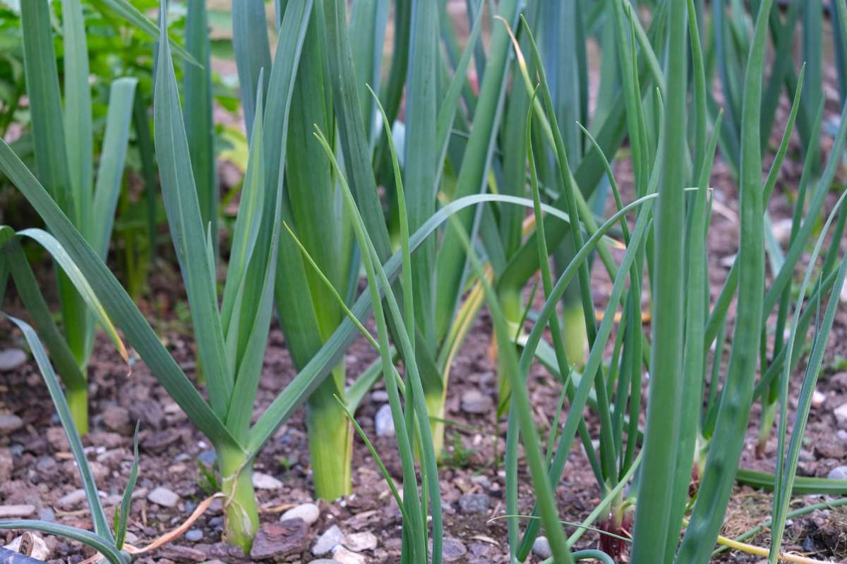 Why You Should Be Growing Leeks in Your Fall & Winter Garden – AgroThrive
