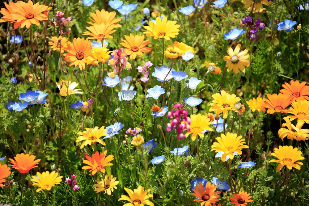 Spring Garden Prep Tips – AgroThrive