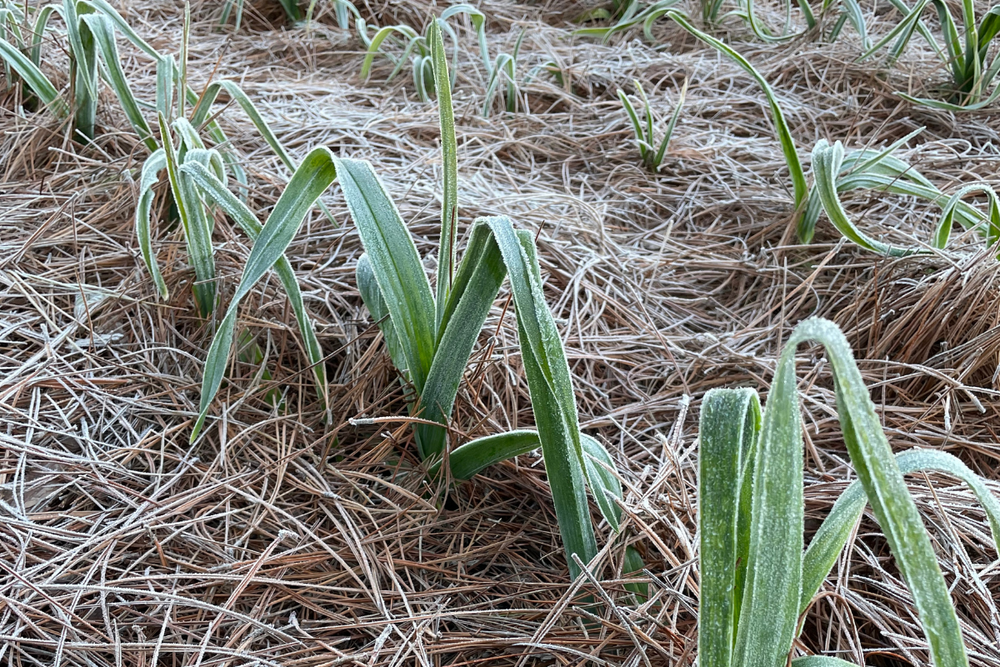 Growing Cold 11 Cold-Tolerant Vegetables to Grow in the Fall & Winter Months ...